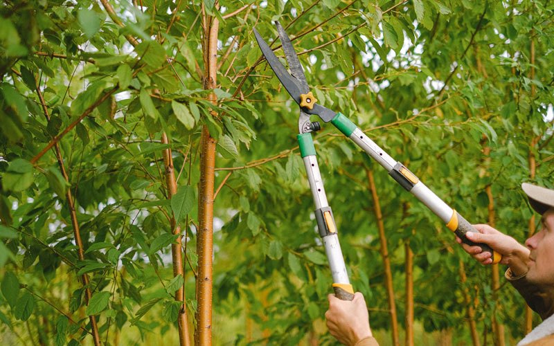 Tree trimming in Eagle River, WI